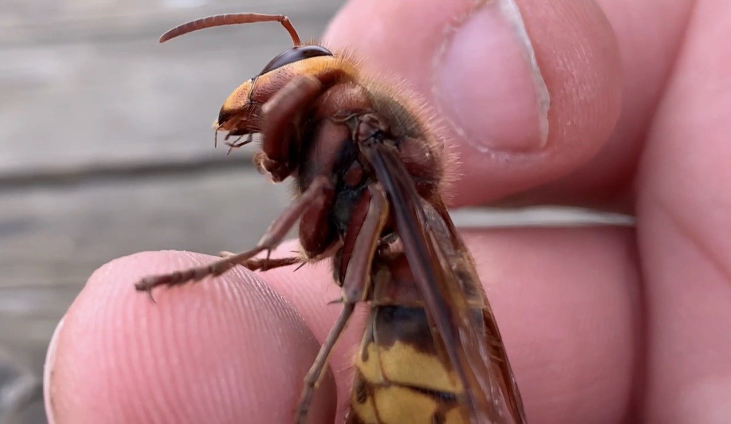 An illustrated presentation : Wasps, Malicious or Misunderstood !